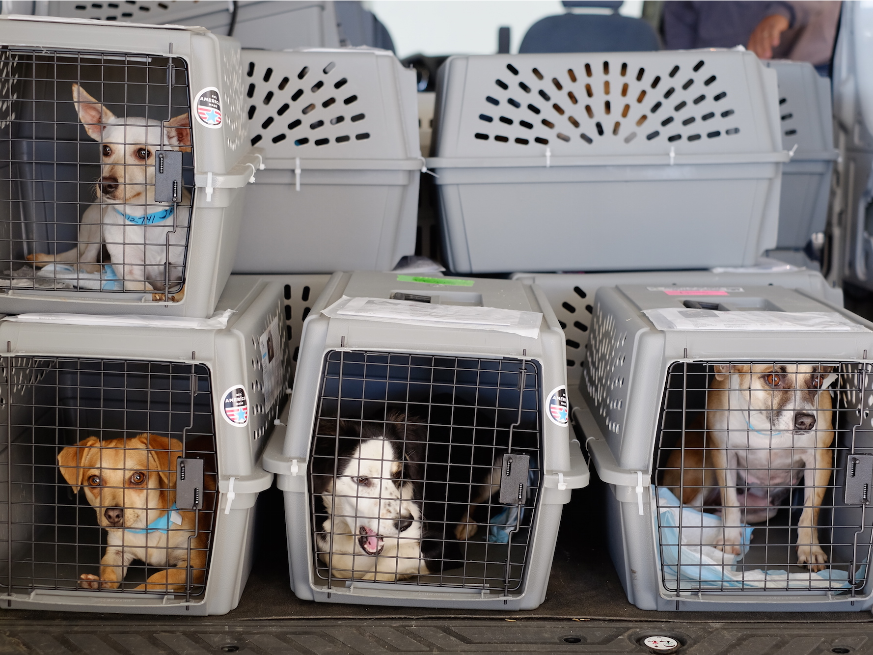 Guarenteed Pet Safety